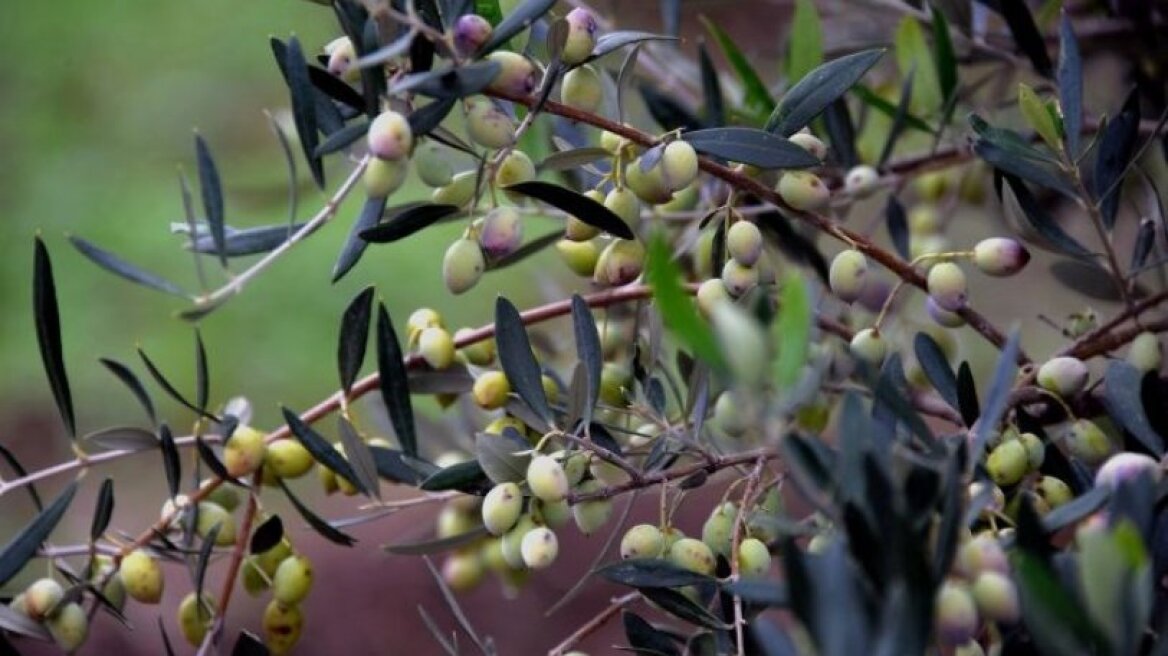 Έκλεψαν οκτώ τόνους ελιές από αγροτικές αποθήκες στο Μεσολόγγι