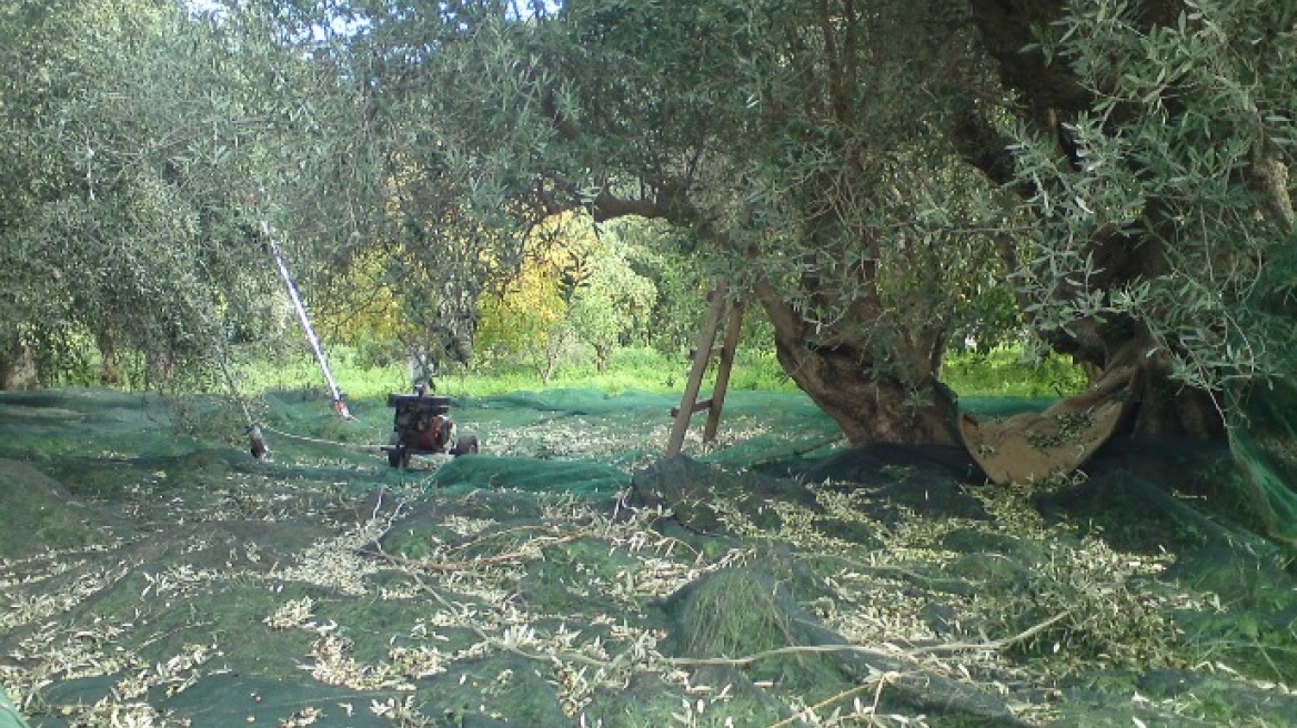 Άφησε τα σακιά με τις ελιές στο χωράφι και το πρωί είχαν εξαφανιστεί