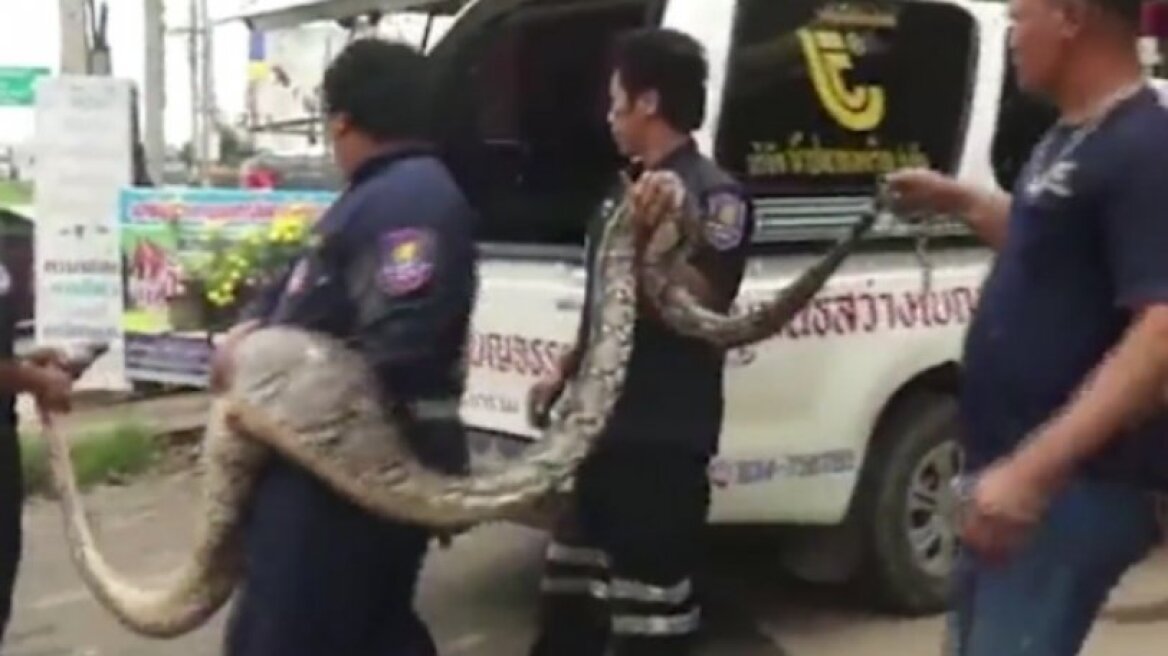 Η στιγμή της «σύλληψης» ενός τεράστιου πύθωνα προκαλεί... ανατριχίλα