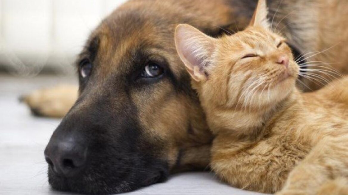 Βρήκαν 17 κακοποιημένα σκυλιά δεμένα σε βαρέλια στα Χανιά!