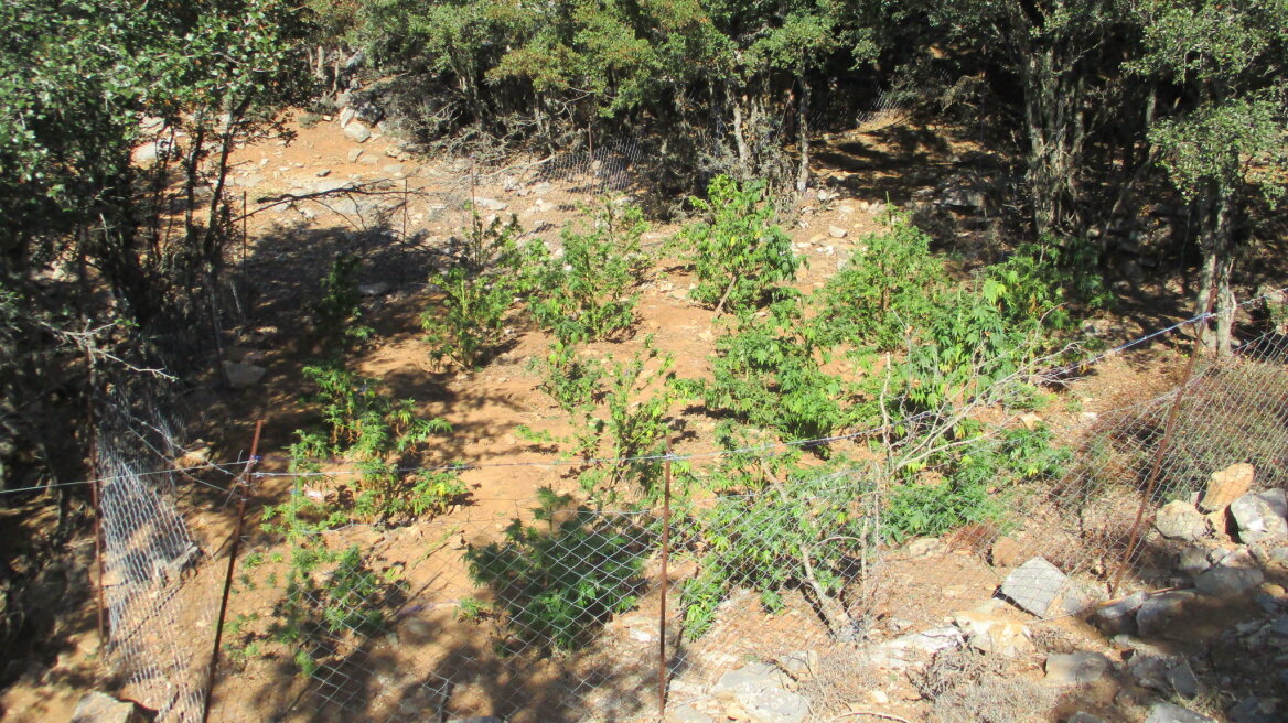 Κρήτη: Δύο μήνες μετά ανακάλυψαν τον χασισοκαλλιεργητή