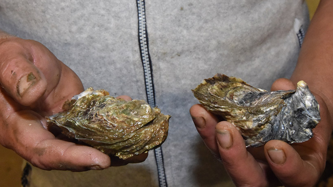 Η Γαλλία κήρυξε πόλεμο με drones στους κλέφτες στρειδιών