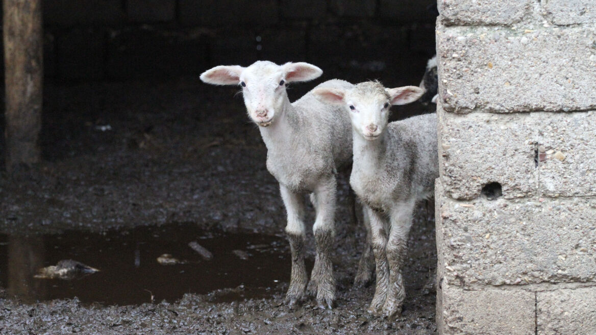 Άρπαξαν κοπάδι με 170 ζώα στη Μεσαρά