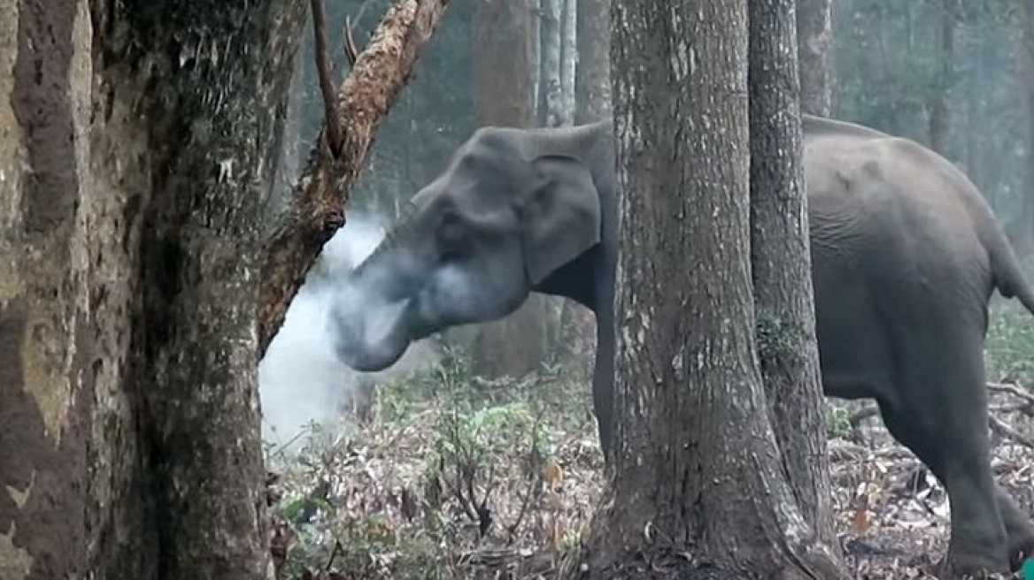 Ινδία: Έχετε δει ποτέ ελέφαντα να καπνίζει; 