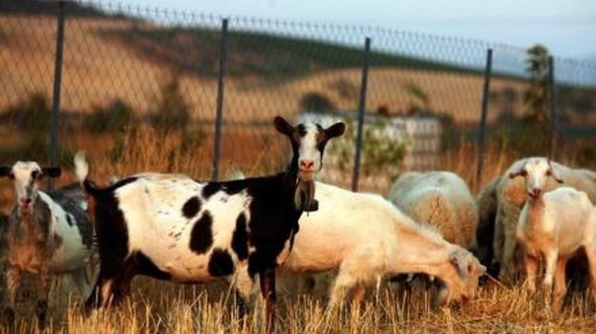 Ζωοκλέφτης με βαριά ποινή συνελήφθη στο Αγρίνιο