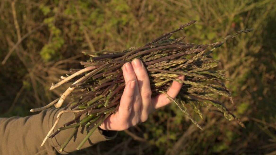 Άγρια σπαράγγια και οβριές, τα ταπεινά βλαστάρια της άνοιξης