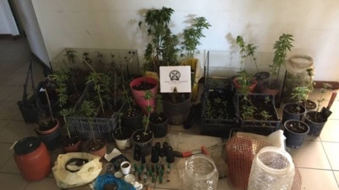 Στον Ταΰγετο καλλιεργούσαν χασισοφυτεία με 355 δενδρύλλια