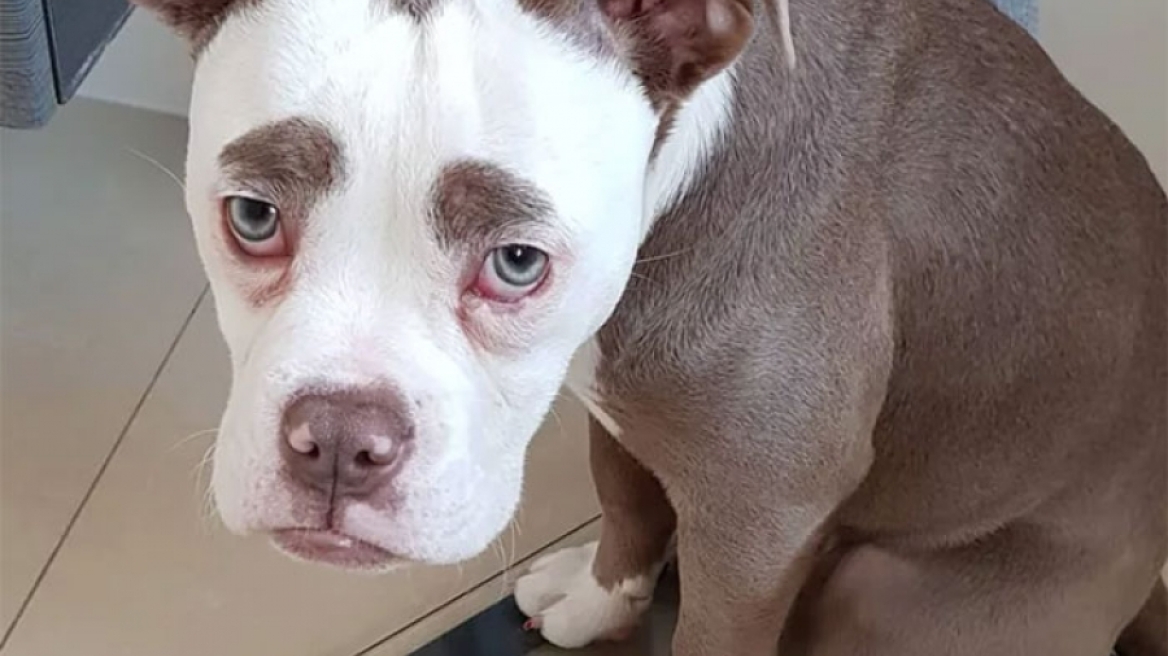 Γνωρίστε το πιο «θλιμμένο» σκυλί του κόσμου