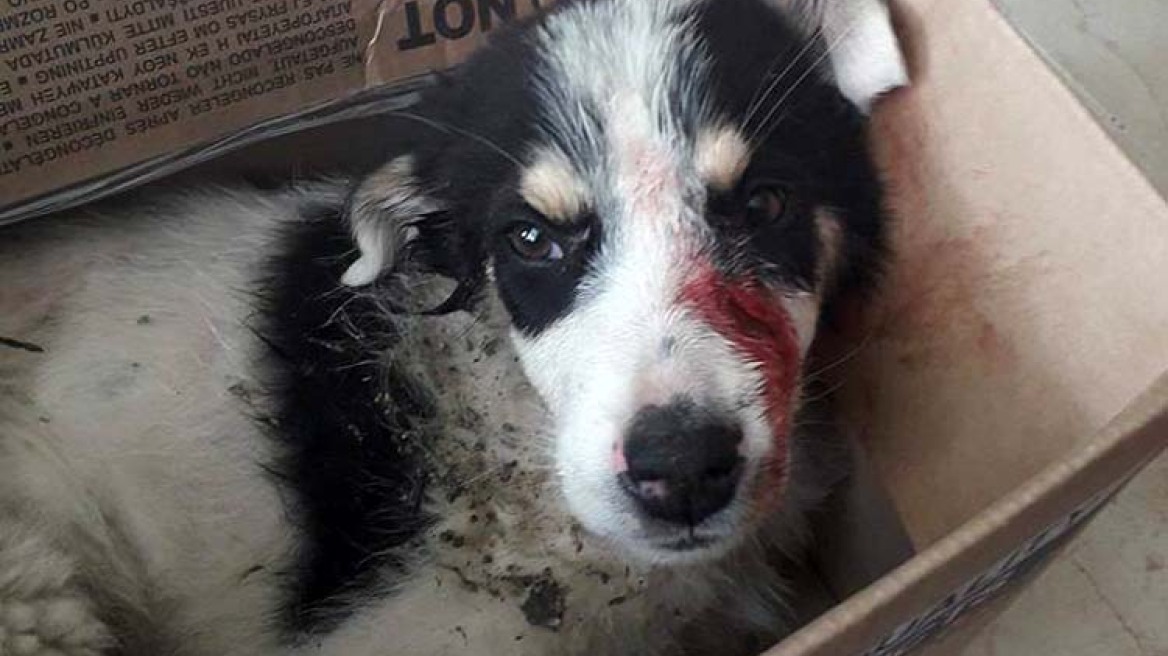 Λάρισα: Συνελήφθη γιατί χτύπησε κουτάβι με λοστό