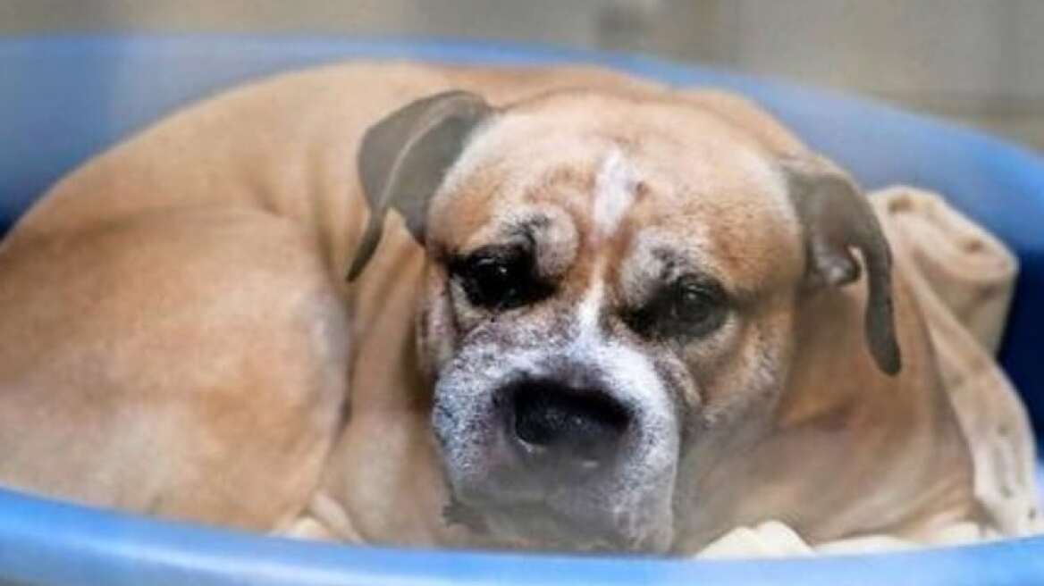 250.000 Γερμανοί ζήτησαν να μην θανατωθεί σκύλος που κατασπάραξε τα αφεντικά του