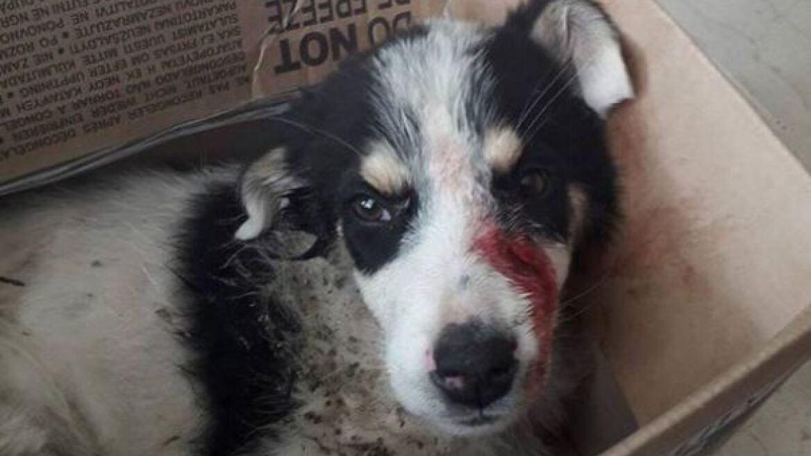 Ρασοφόρος ο άνδρας που χτύπησε σκυλί με λοστό στο Συκούριο