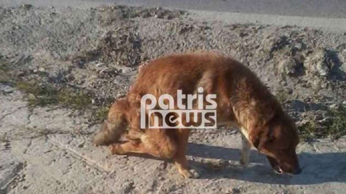 Ηλεία: Έσπασαν τα πόδια σε σκύλο και τον παράτησαν αβοήθητο 