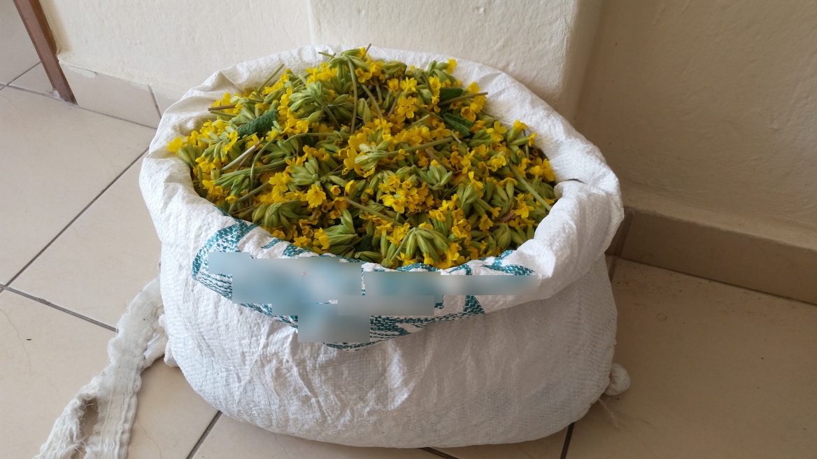 Καστοριά: Αλβανός μάζευε χωρίς άδεια αρωματικά φυτά 