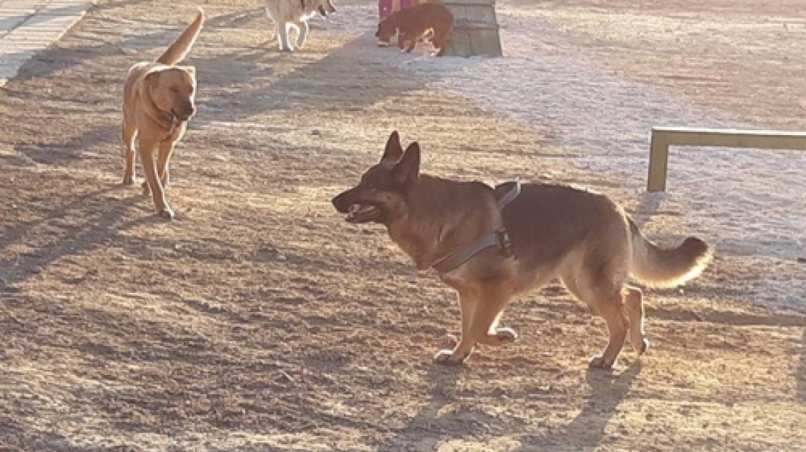 Κρήτη: Το πρώτο πάρκο για σκύλους εγκαινιάστηκε στο Ηράκλειο