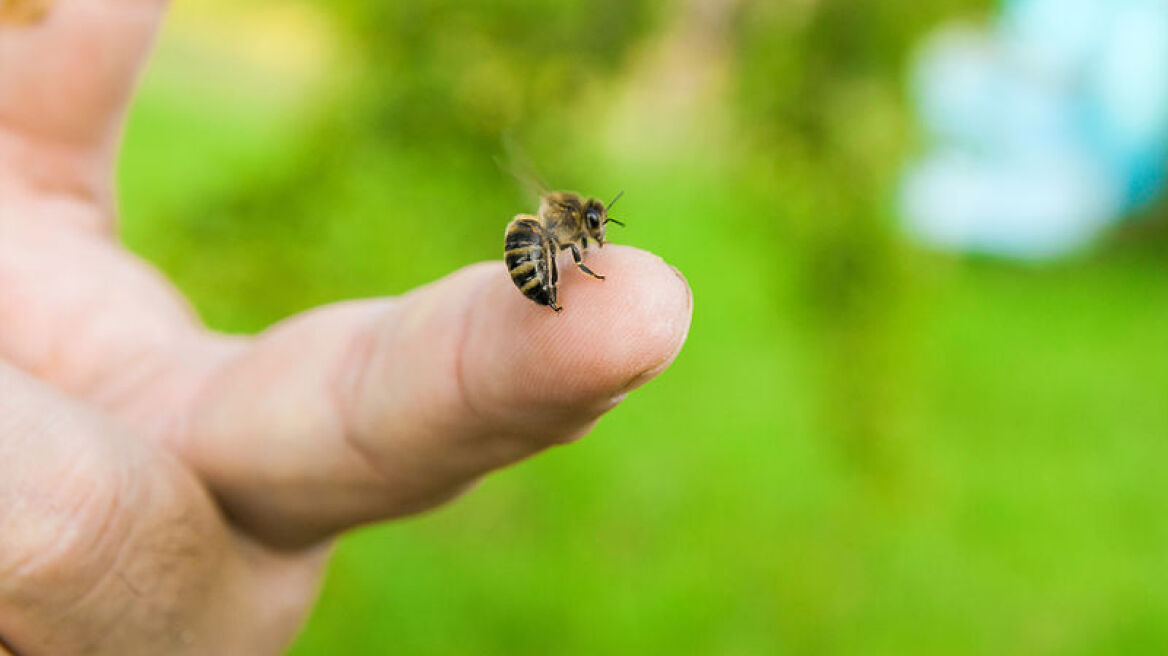 Άργος: Ένας 60χρονος πέθανε από τσίμπημα μέλισσας