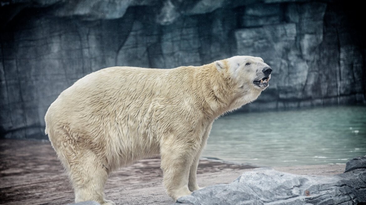 Σιγκαπούρη: Πέθανε ο Ινούκα, η πρώτη πολική αρκούδα που γεννήθηκε σε τροπική χώρα