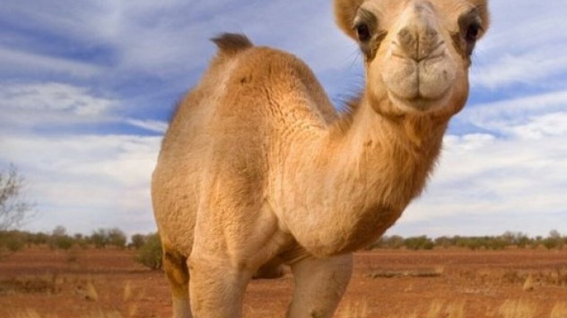 Το γάλα καμήλας «κατακτά» και το κοινό της Αυστραλίας 