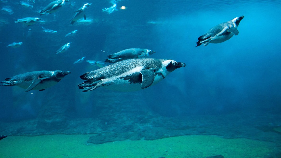 Επιστήμονες ανακαλύπτουν κατά λάθος μακροβούτι-ρεκόρ από Αυτοκρατορικό Πιγκουίνο