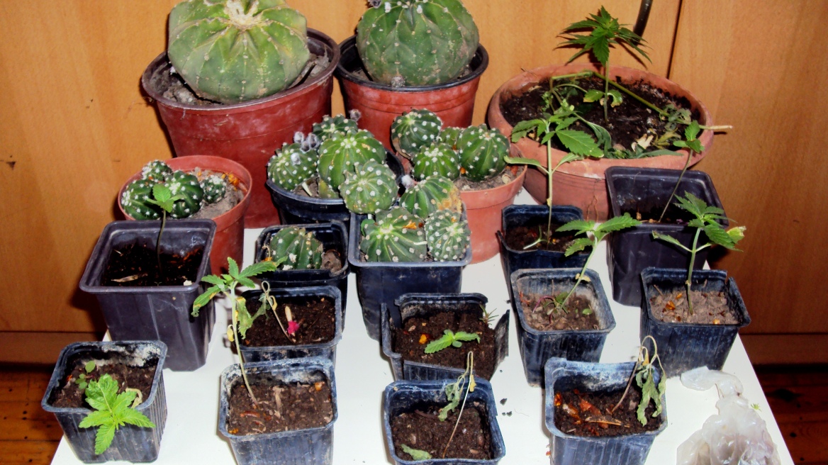 Ρέθυμνο: Παραισθησιογόνοι κάκτοι στο σπίτι ζευγαριού