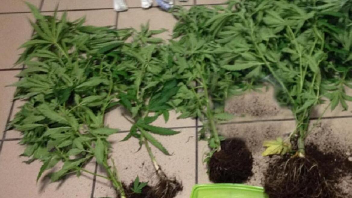 Οικιακές χασισοφυτείες σε Δράμα και Αίγιο