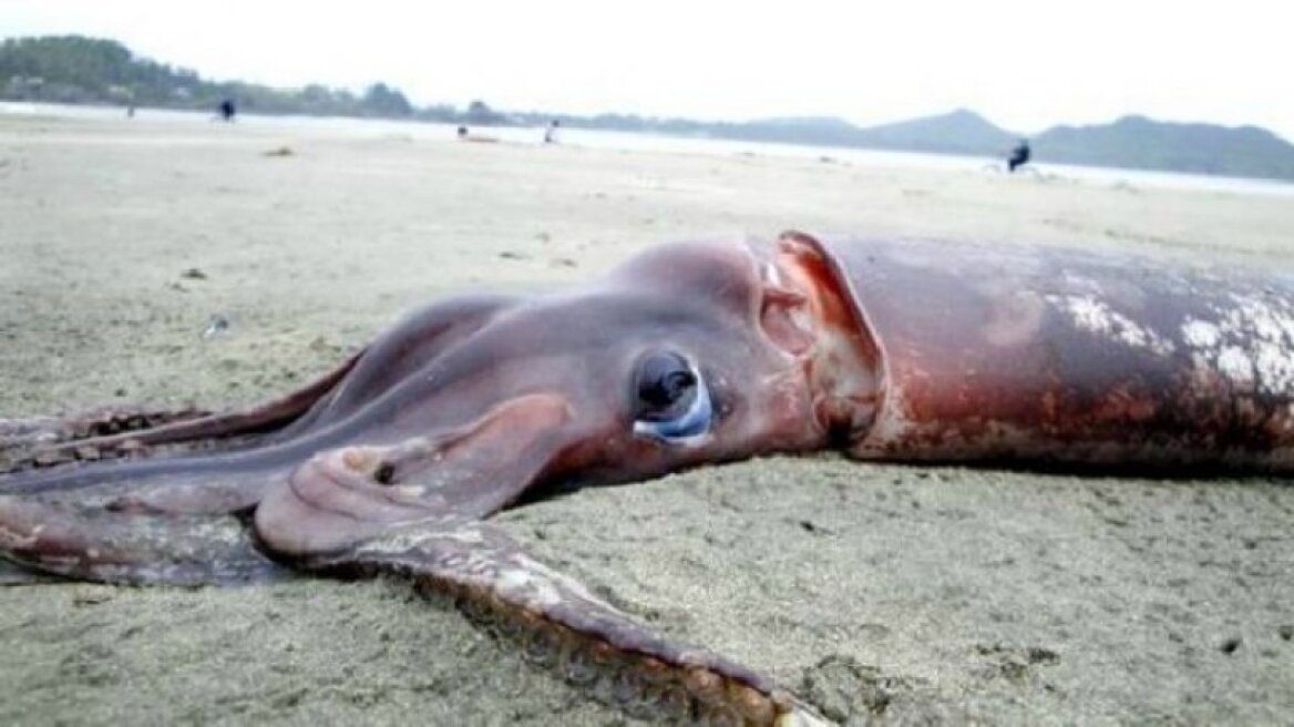  Το κράκεν υπάρχει και ψαρεύτηκε στα ανοιχτά της Αυστραλίας