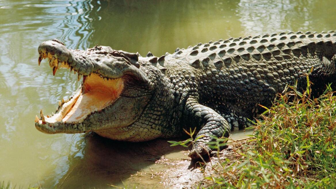 Η κλασική μουσική σε... κροκόδειλους «δείχνει» την εξέλιξη των δεινοσαύρων