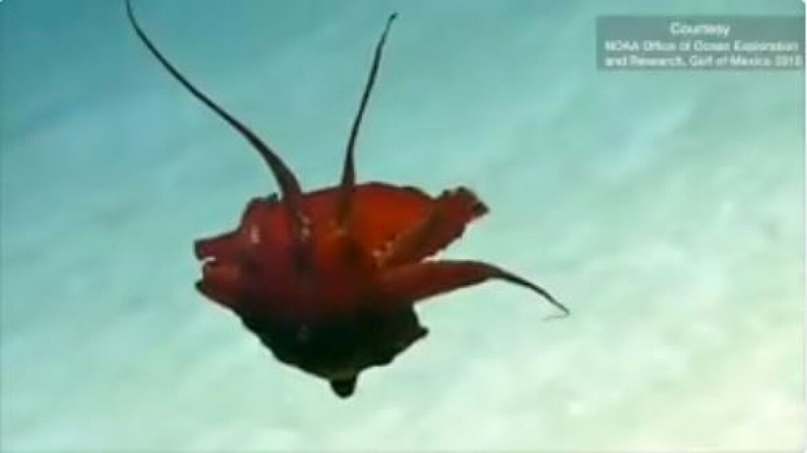 Βίντεο: Άγνωστο είδος ψαριού στον Κόλπο του Μεξικού