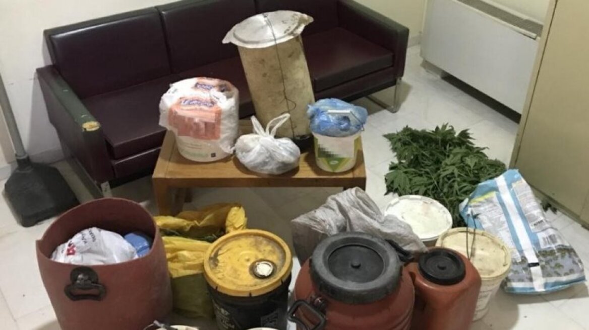 Μαντρί με ζώα έκρυβε χασισοφυτεία και 19 κιλά κάνναβης