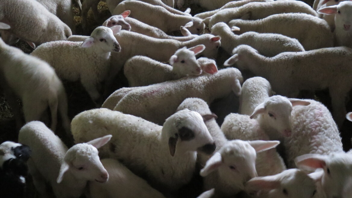 Πέταξαν πρόβατα νεκρά από ευλογιά σε χείμαρρο του Αλμυρού - Δείτε φωτογραφίες