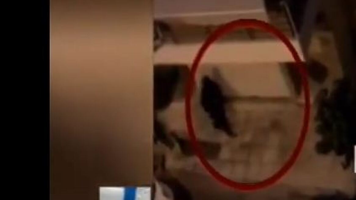 Βίντεο ντοκουμέντο: Η στιγμή της σύλληψης των δύο Αλβανών δραπετών στη Νέα Φιλαδέλφεια