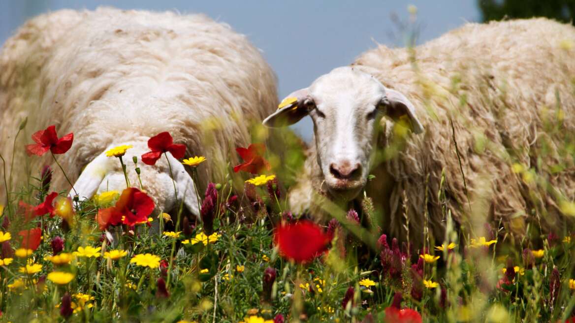 Στη Ρώμη θα επιστρατεύσουν... πρόβατα για να κουρέψουν τα γκαζόν στα πάρκα