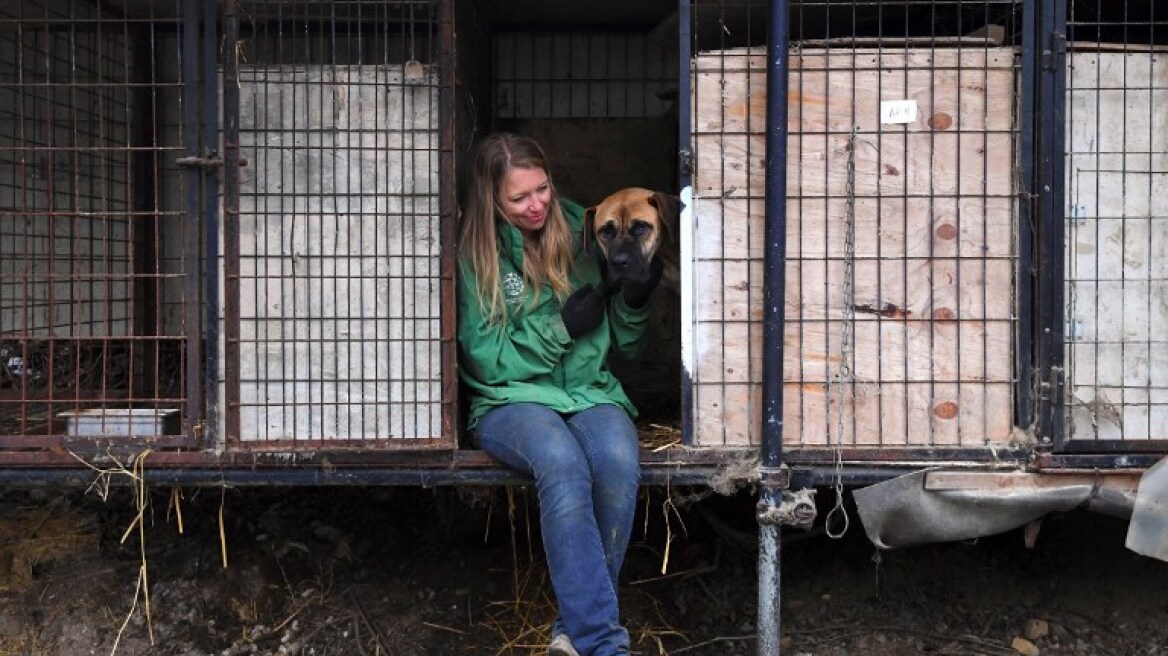 Διεθνής εκστρατεία κατά του εμπορίου κρέατος σκύλου