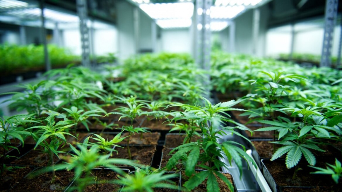 Masterclass σε γιατρούς, φαρμακοποιούς, θεραπευτικό προσωπικό για τη φαρμακευτική κάνναβη