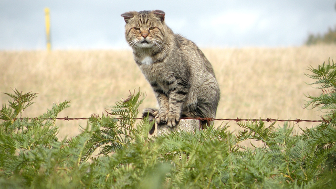 Η Αυστραλία κατασκευάζει τον μεγαλύτερο φράχτη στον κόσμο για να σώσει τα μαρσιποφόρα από τις αγριόγατες