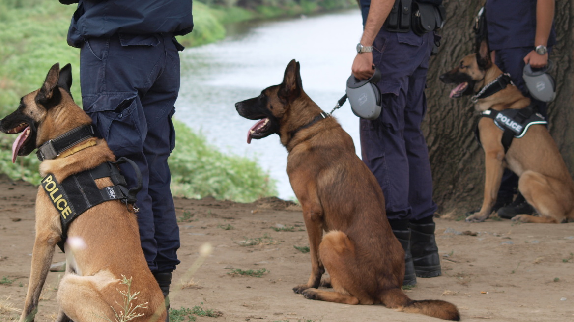 Τρίπολη: Ο σκύλος «μύρισε» ηρωίνη κρυμμένη στο Ι.Χ. 