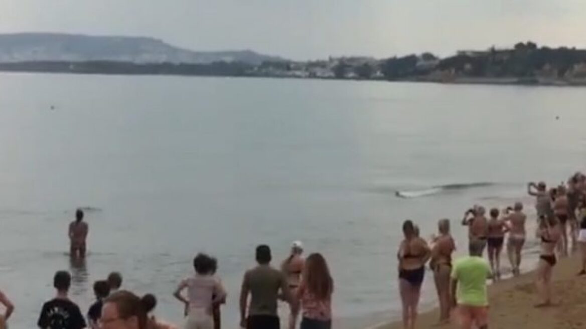 Βίντεο: Δελφίνι εγκλωβίστηκε σε παραλία των Χανίων