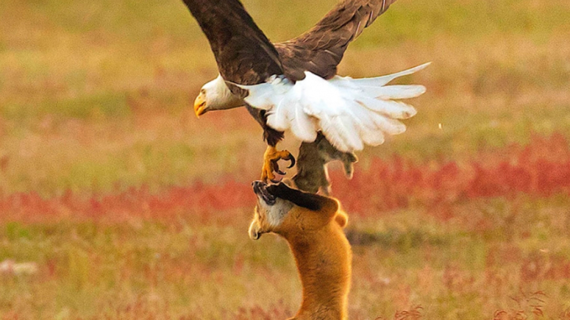 Αετός εναντίον αλεπούς - Ποιος κερδίζει;