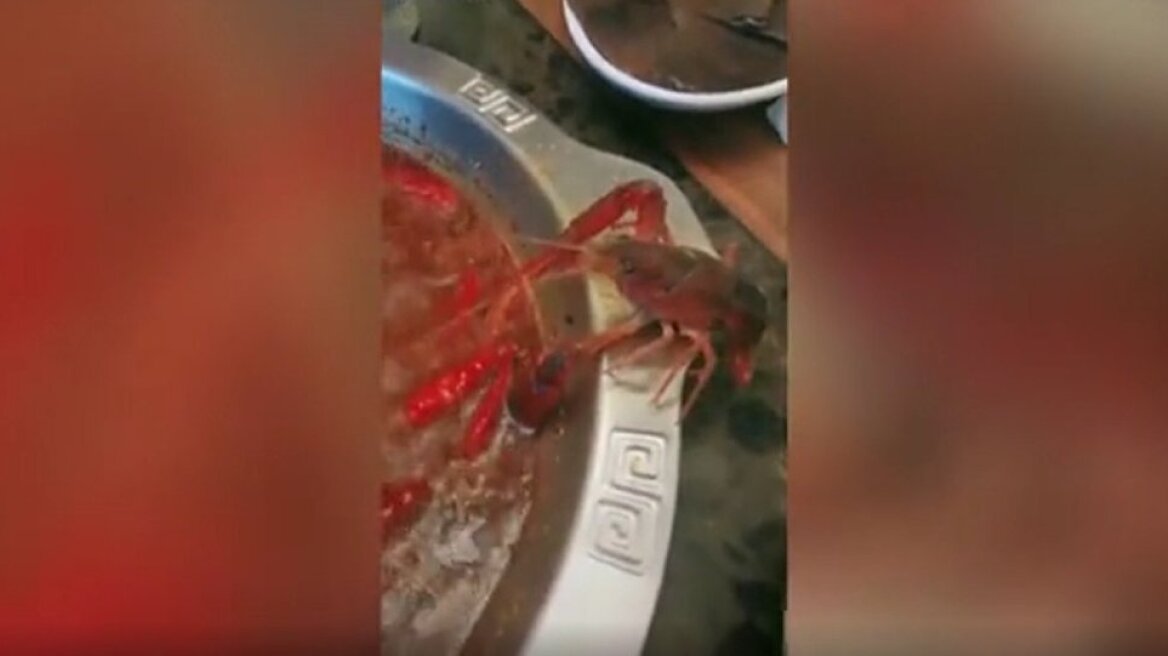 Η καραβίδα που έγινε viral: Αυτοακρωτηριάστηκε προκειμένου να αποφύγει να γίνει σούπα