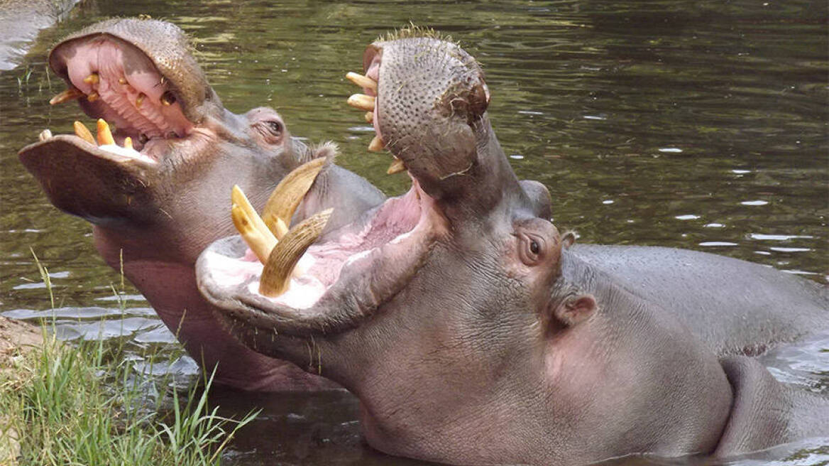 Η Ζάμπια επιτρέπει στους «κυνηγούς τροπαίων» να σκοτώσουν πάνω από 1.000 ιπποποτάμους