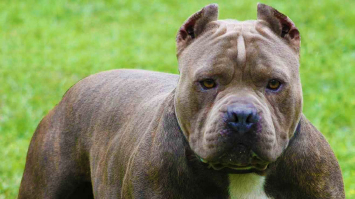 Φωκίδα: Βρέφος 10 μηνών δέχτηκε επίθεση από πίτμπουλ - Νοσηλεύεται στη ΜΕΘ