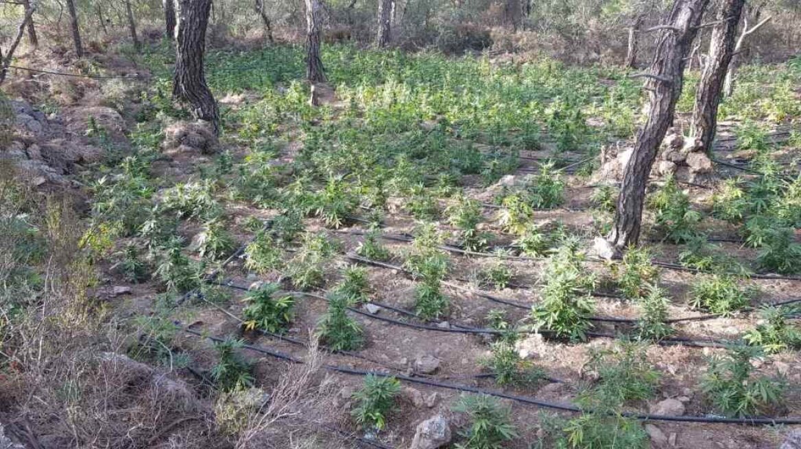 Χασισοφυτεία «μαμούθ» εντοπίστηκε στην Ιεράπετρα