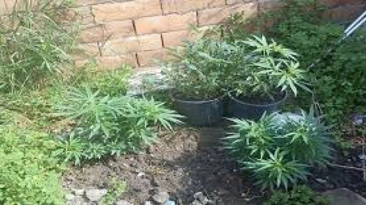 Πάτρα: 55χρονος καλλιεργούσε οκτώ δενδρύλλια κάνναβης στο σπίτι του