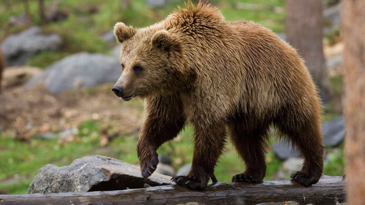 Ιταλία: Μετά τον θάνατο του άνδρα που έκανε τζόκινγκ, «μετακομίζουν» οι αρκούδες του Τρεντίνο