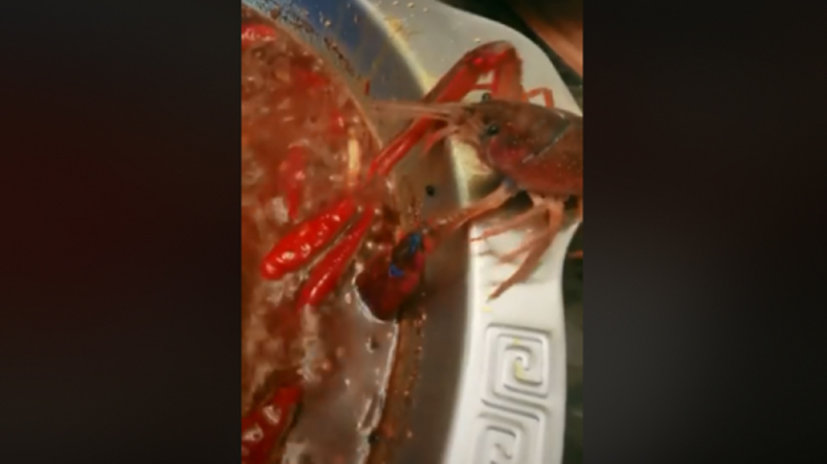 Καραβίδα προσπαθεί να γλιτώσει από την κατσαρόλα και κόβει τη δαγκάνα της 