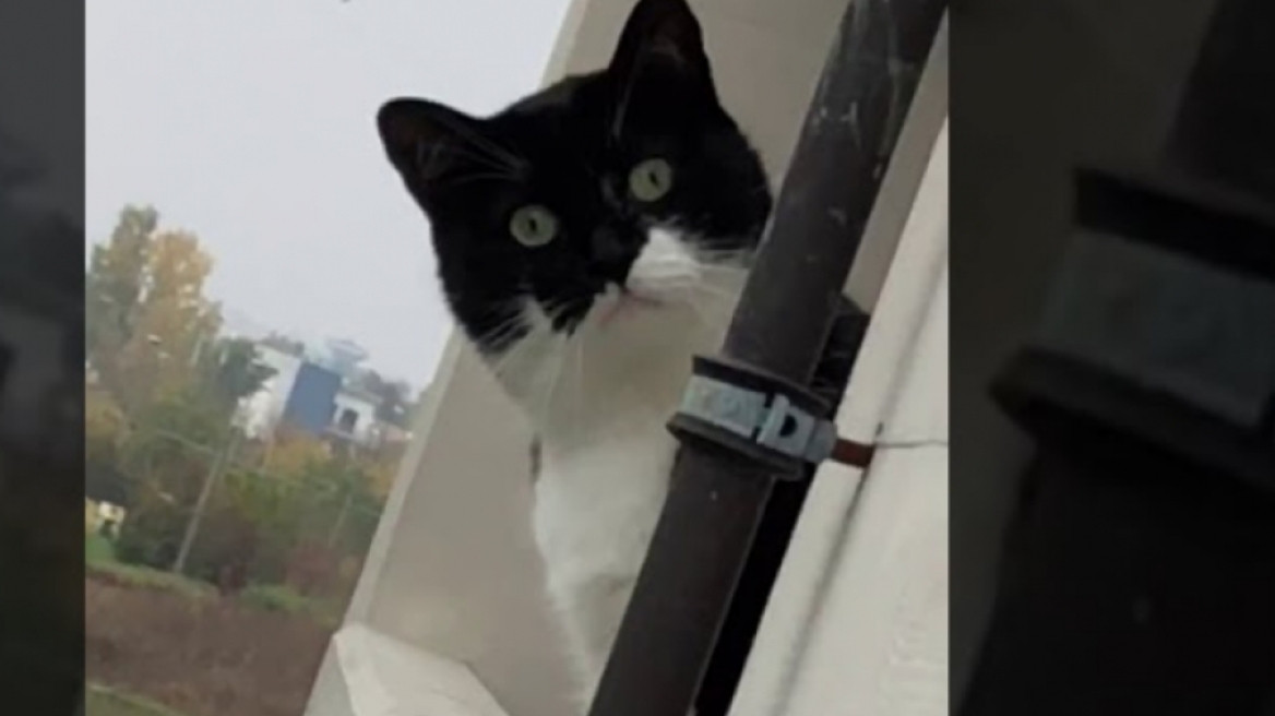 Αυτό το γατί έχει το πιο επίμονο και ξεκαρδιστικό βλέμμα που έχετε δει