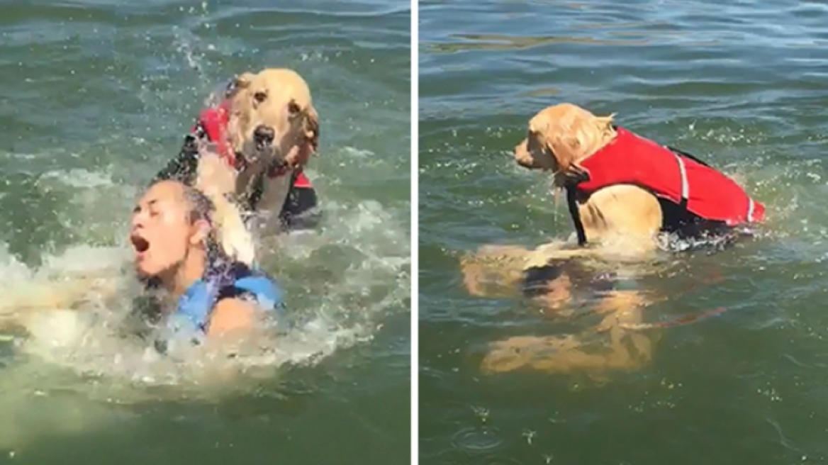 Σκύλος επιχειρεί να πνίξει το αφεντικό του και γίνεται viral