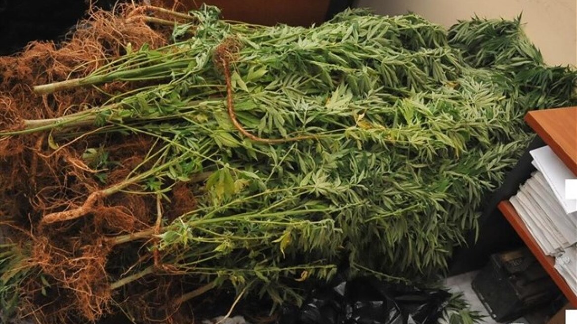 Ιεράπετρα: Στα πράσα οι καλλιεργητές 2.000 χασισόδεντρων