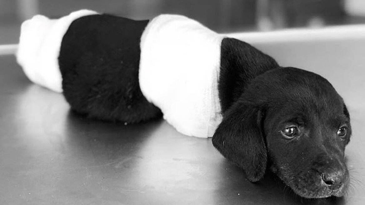 Τουρκία: Η άγρια κακοποίηση ενός κουταβιού επηρέασε την πολιτική ατζέντα ενόψει των εκλογών 