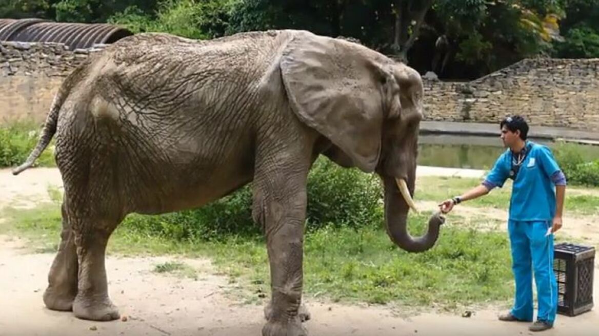 Βενεζουέλα: Θύμα της οικονομικής κρίσης ένας ελέφαντας που πέθανε λόγω υποσιτισμού
