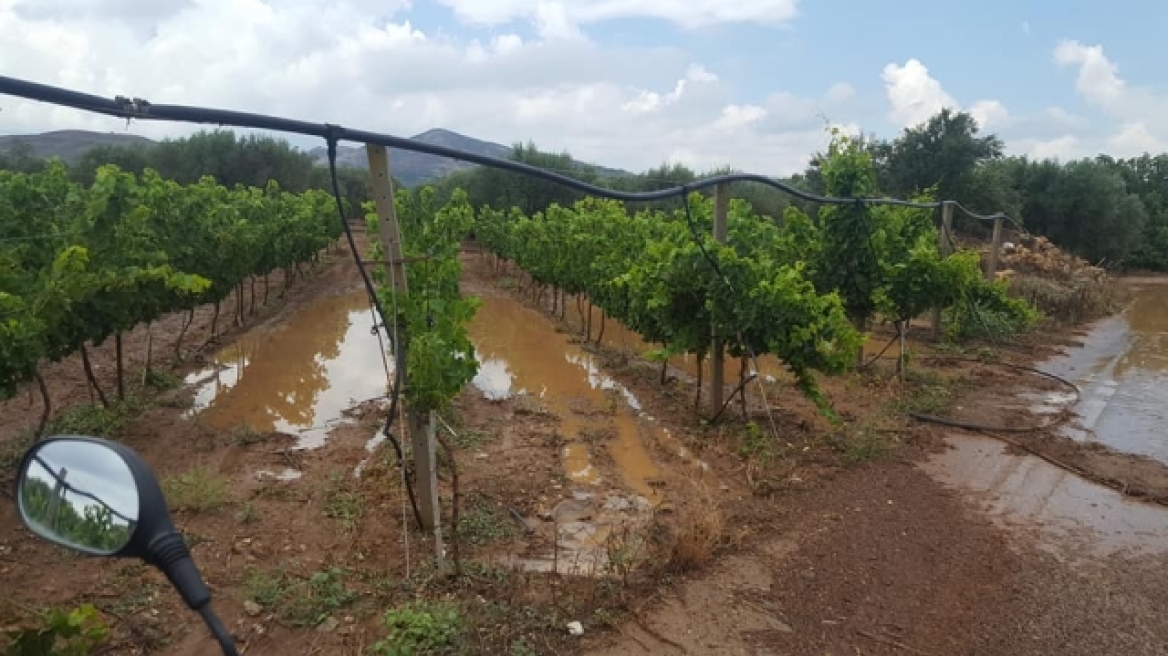 Κρήτη: Η βροχή «έπνιξε» τις καλλιέργειες στη Μεσαρά (βίντεο)